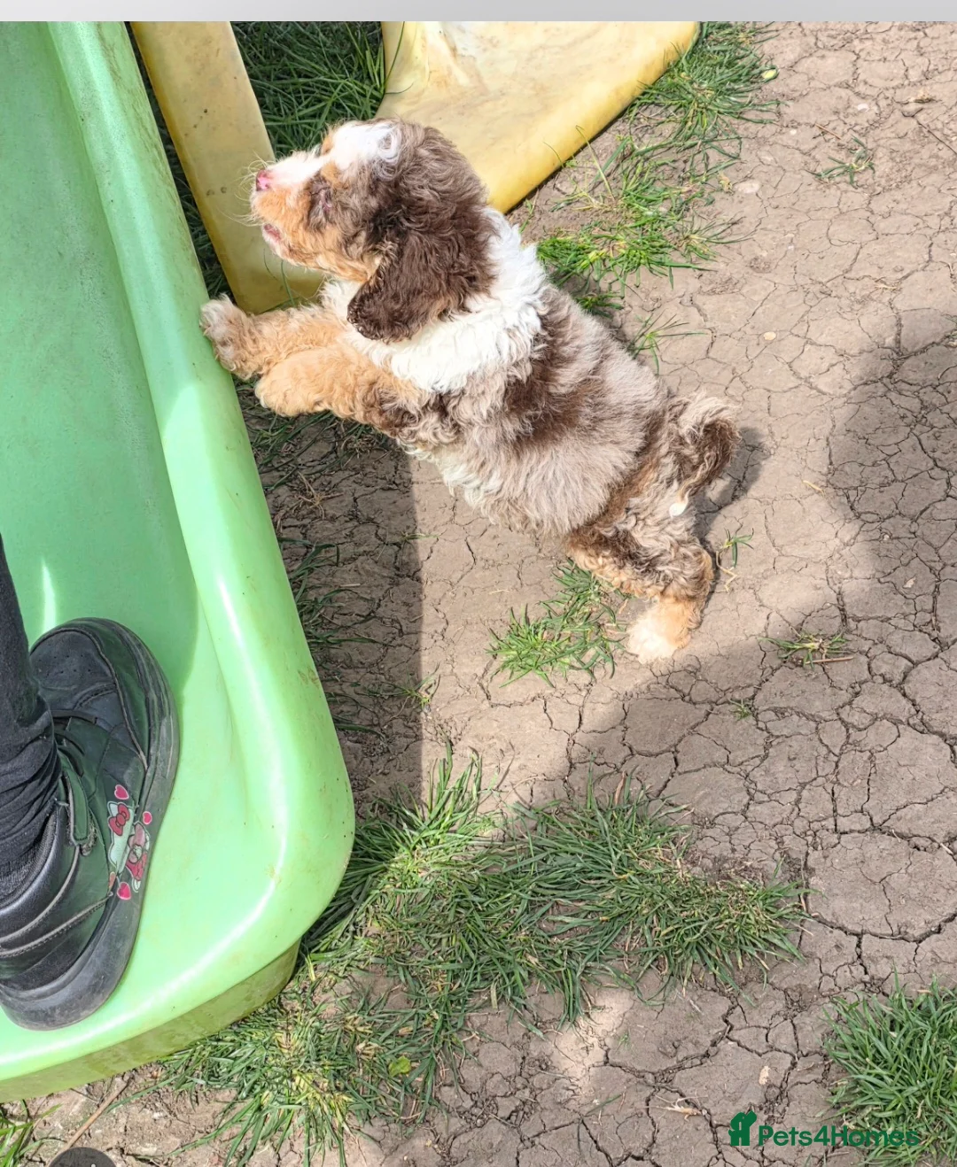 Cockapoo dogs for sale: ❤️ cockapoo puppies 8 WEEKS OLD & READY NOW 🐶 - Advert 2