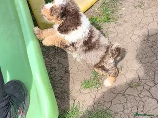 Cockapoo dogs LAST PUPPY REMAINING - 8 WEEKS OLD & READY NOW 🐶 - Advert 13