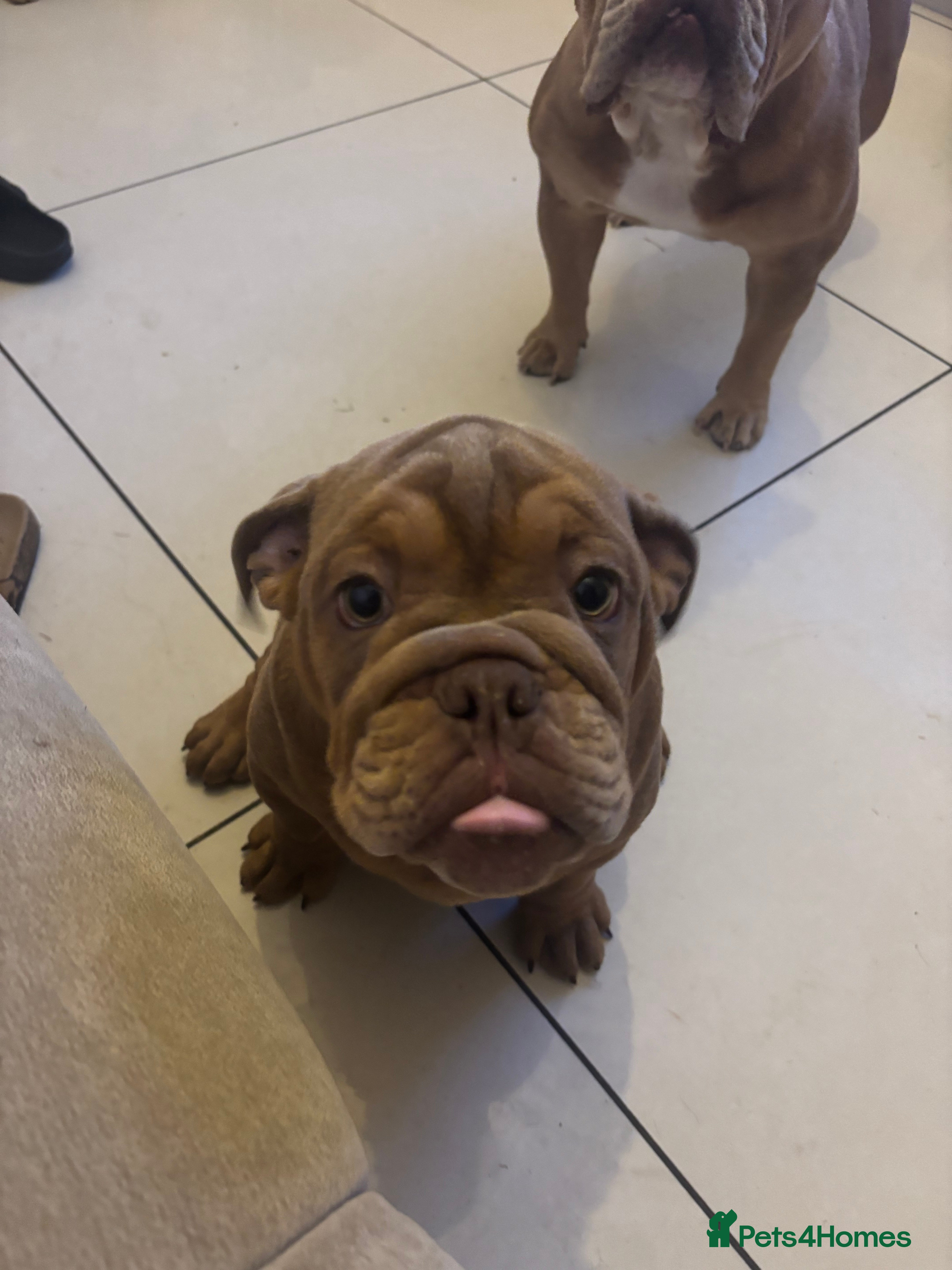 English Bulldog dogs Gorgeous English Bulldogs  - Advert 13