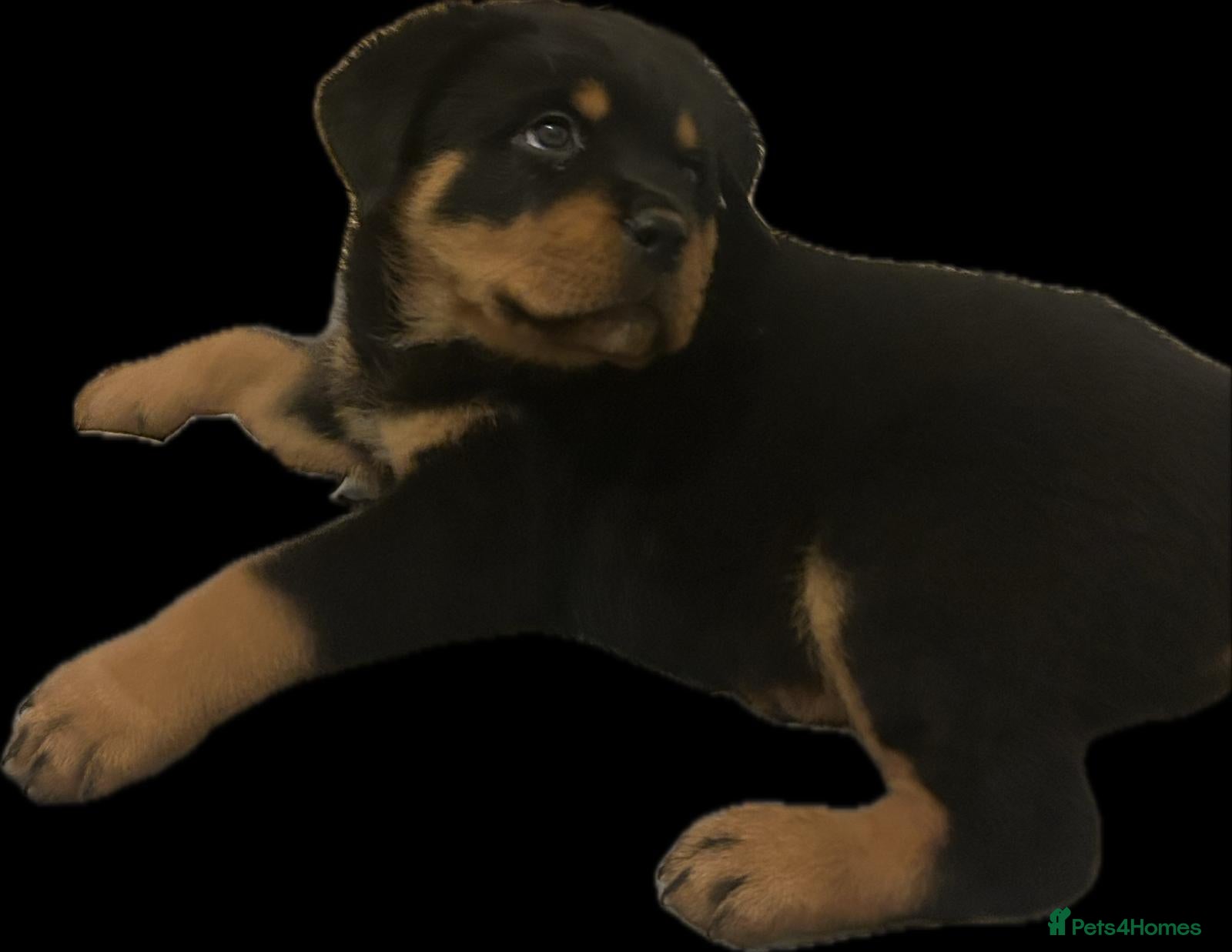 Rottweiler dogs Big and chunky kc Rottweiler puppy’s for sale  - Advert 8