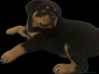 Rottweiler dogs Big and chunky kc Rottweiler puppy’s for sale - Advert 8