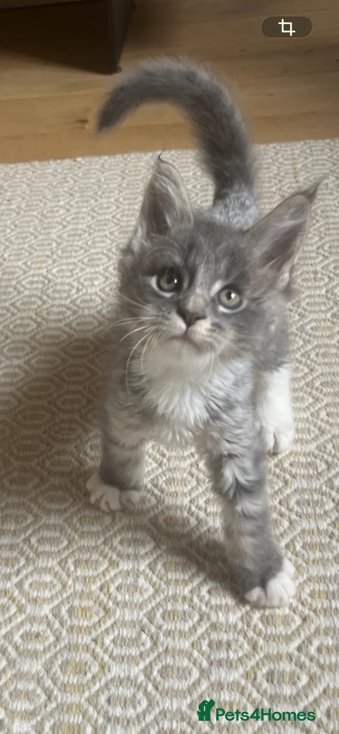 Maine Coon cats for sale: Beautiful Maine coon kittens 🐱  - Advert 2