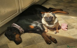 Pug dogs for sale: Sophie the pug needs a retirement home!  - Image 2