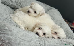 Maltese dogs for sale: Maltese puppy’s  - Image 8