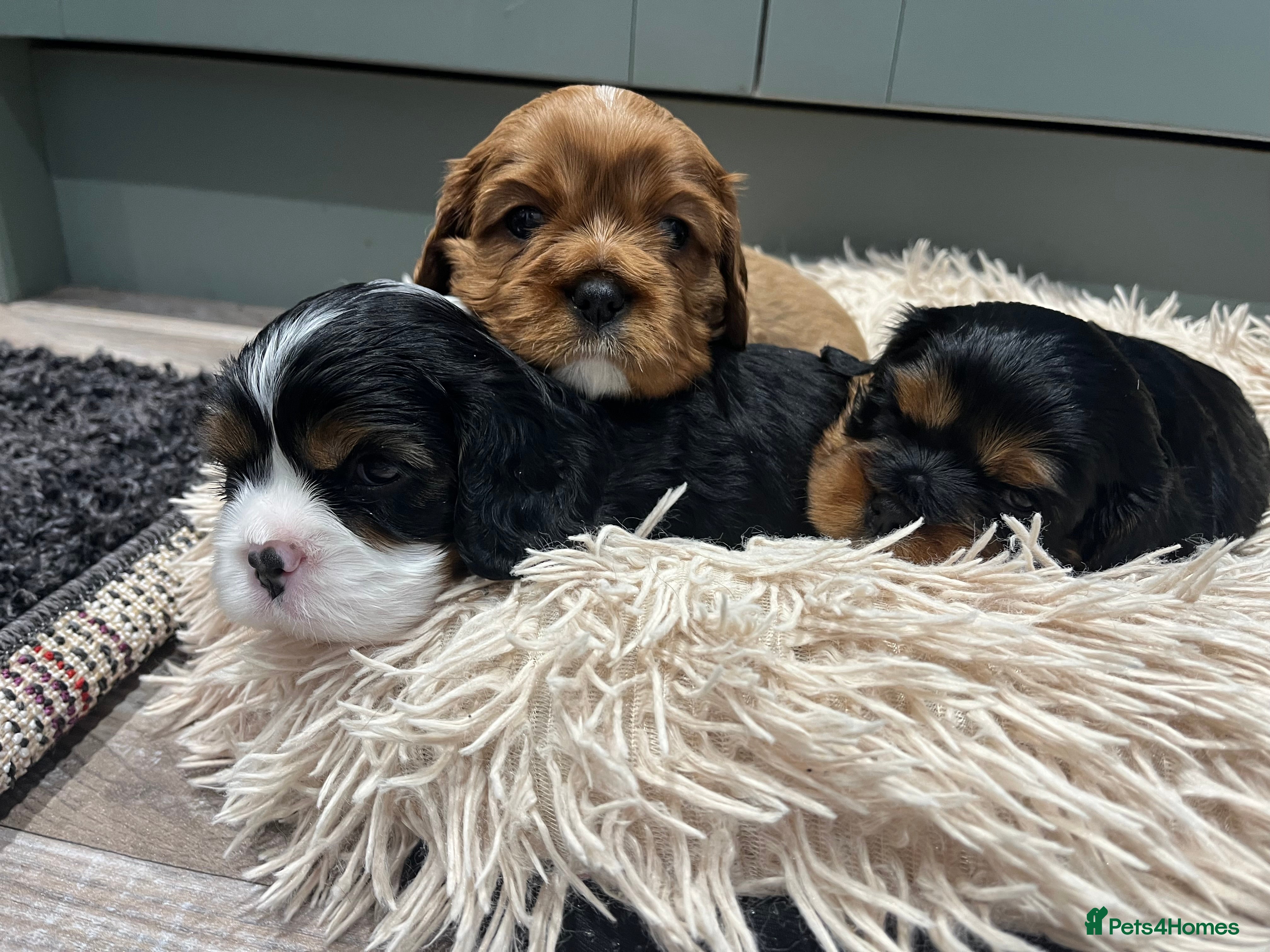 Cavalier King Charles Spaniel dogs Extensively health tested KC reg cavalier boys - Advert 5