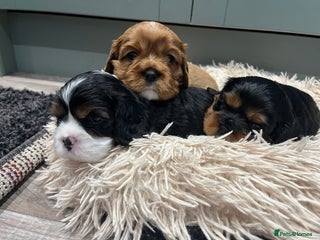 Cavalier King Charles Spaniel dogs Extensively health tested KC reg cavalier boys - Advert 15