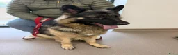 German Shepherd dogs for sale: 2 male boys both 3 years old  - Advert 3