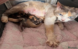 Devon Rex cats for sale: Female Devon Rex - Image 6