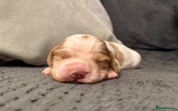 Cocker Spaniel dogs for sale: Gorgeous KC Working Cockers - Image 7