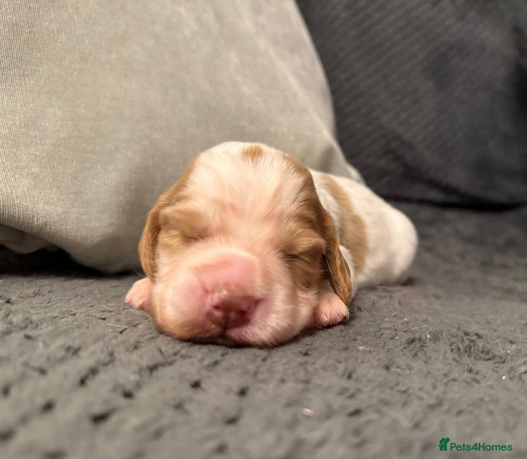 Cocker Spaniel dogs for sale: Gorgeous KC Working Cockers - Image 7