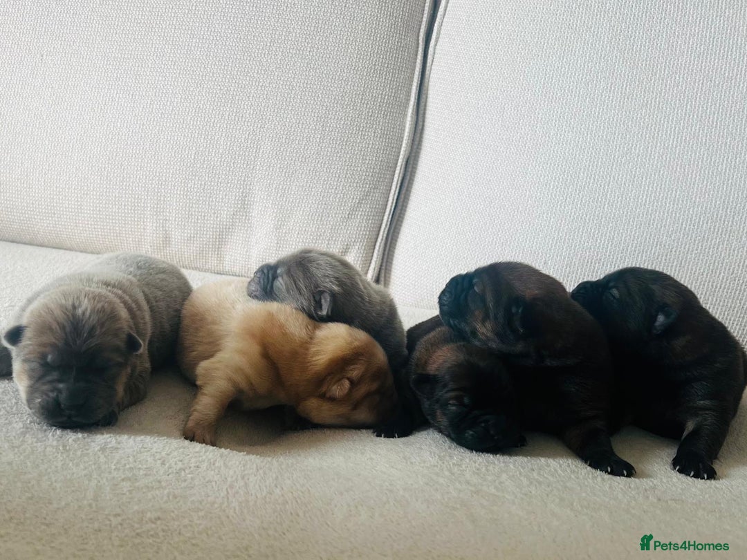 Chow Chow dogs for sale: Gorgeous Chow Chow Puppies Raised in a loving Home - Image 7