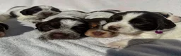 Cocker Spaniel dogs for sale: Bred From Extensively Health Tested Parents - Advert 16