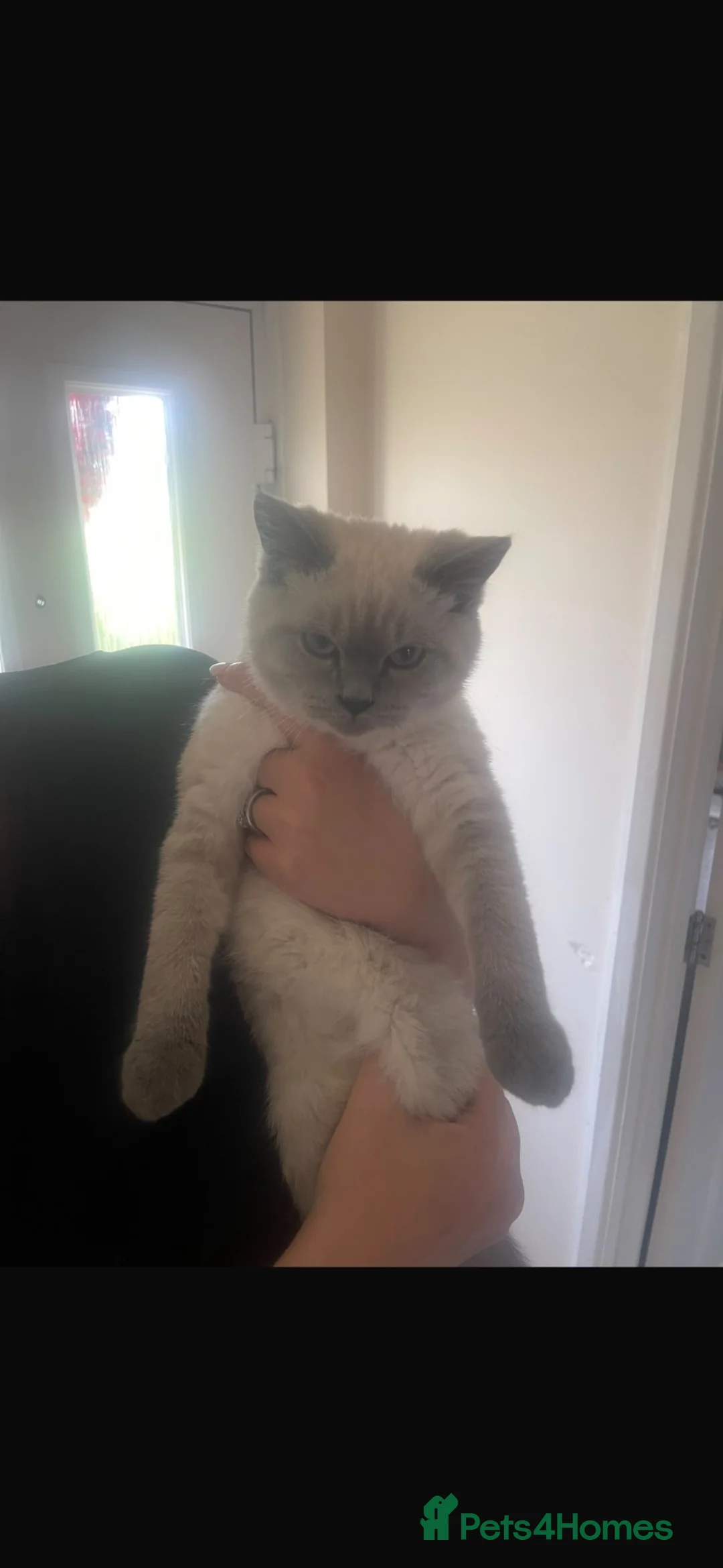 British Shorthair cats for sale: Teddy  - Advert 2