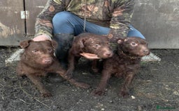 Patterdale Terrier dogs for sale: Patterdale dog - Image 9