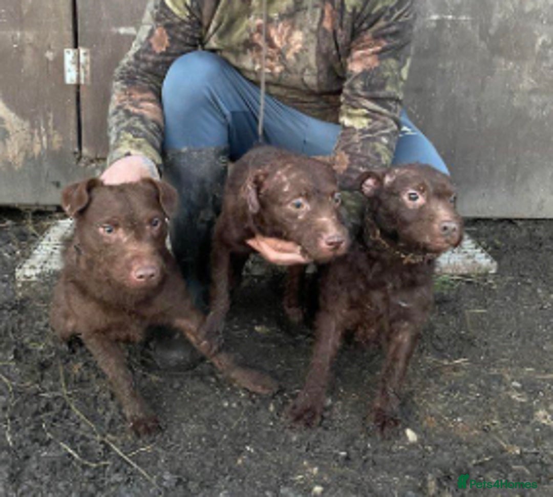 Patterdale Terrier dogs for sale: Patterdale dog - Image 9