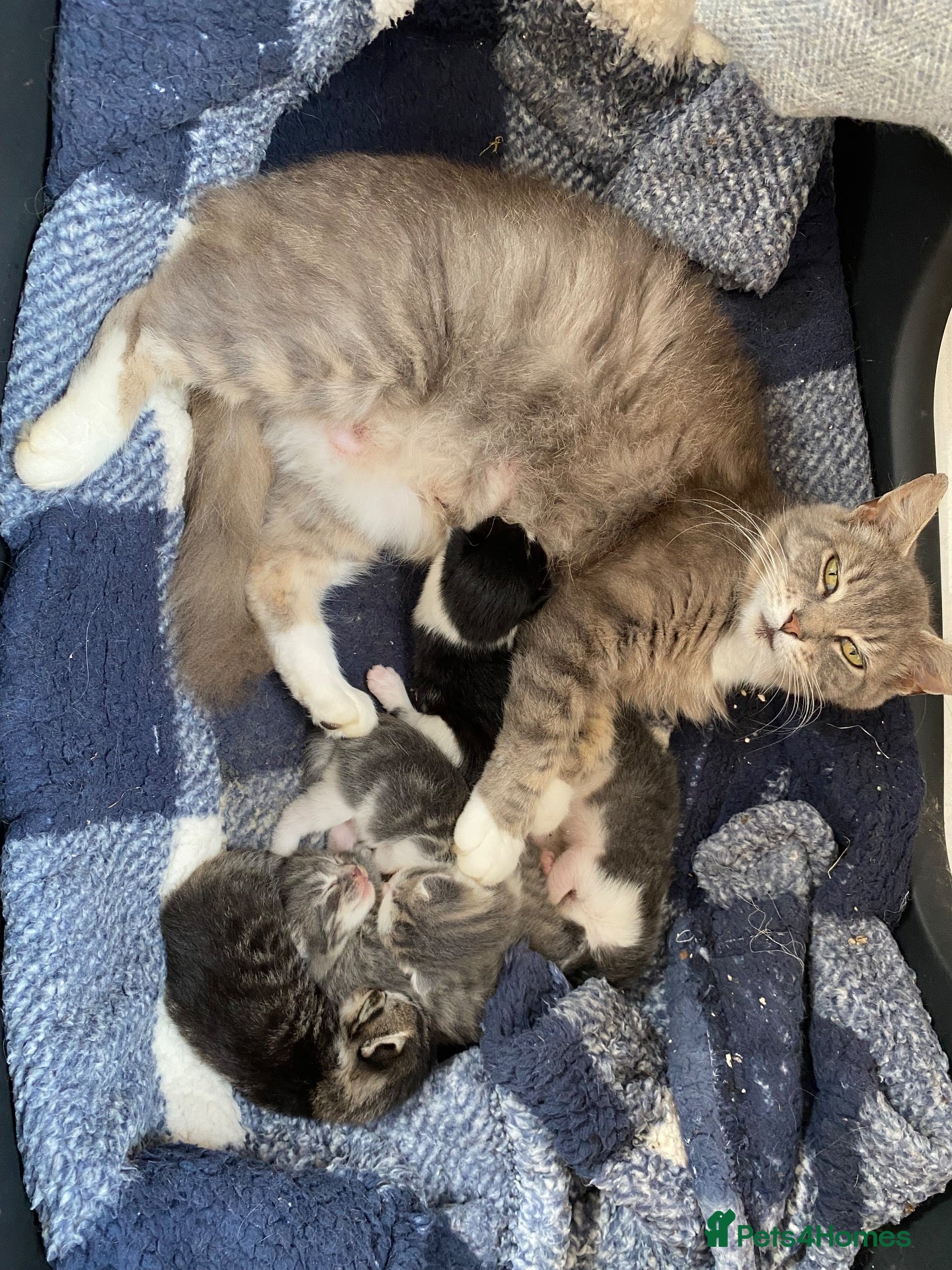 Ragdoll cats Ragdoll x kittens for sale - Advert 2