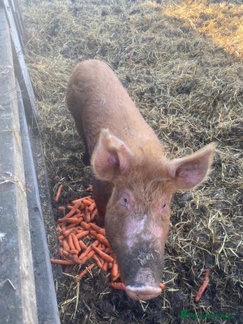 Pig livestock in Royston - Advert 9