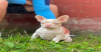 French Bulldog dogs - Advert 14