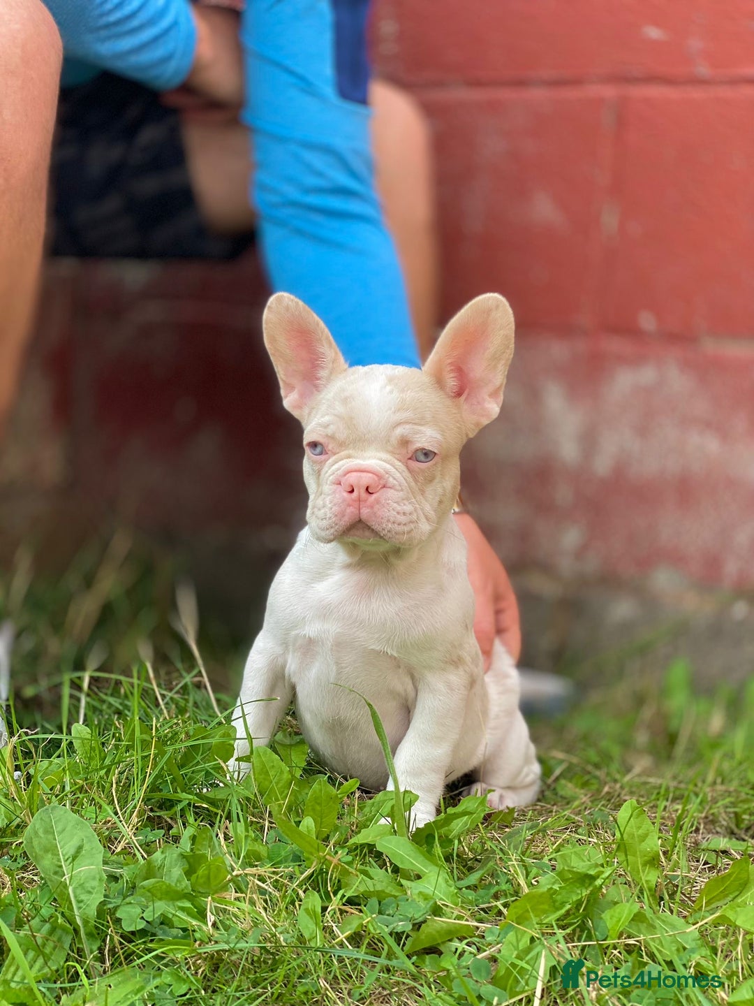 French Bulldog dogs for sale:  11 weeks old Unique French bulldogs pups - Image 4