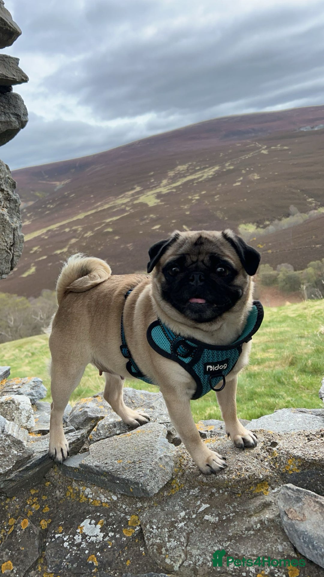 Pug dogs for sale: Pugs  - Image 2