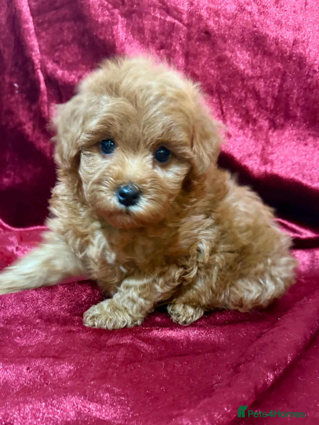 Maltipoo dogs for sale: READY TO LEAVE!! BEAUTIFUL LITTER OF F1B MALTIPOOS - Advert 11
