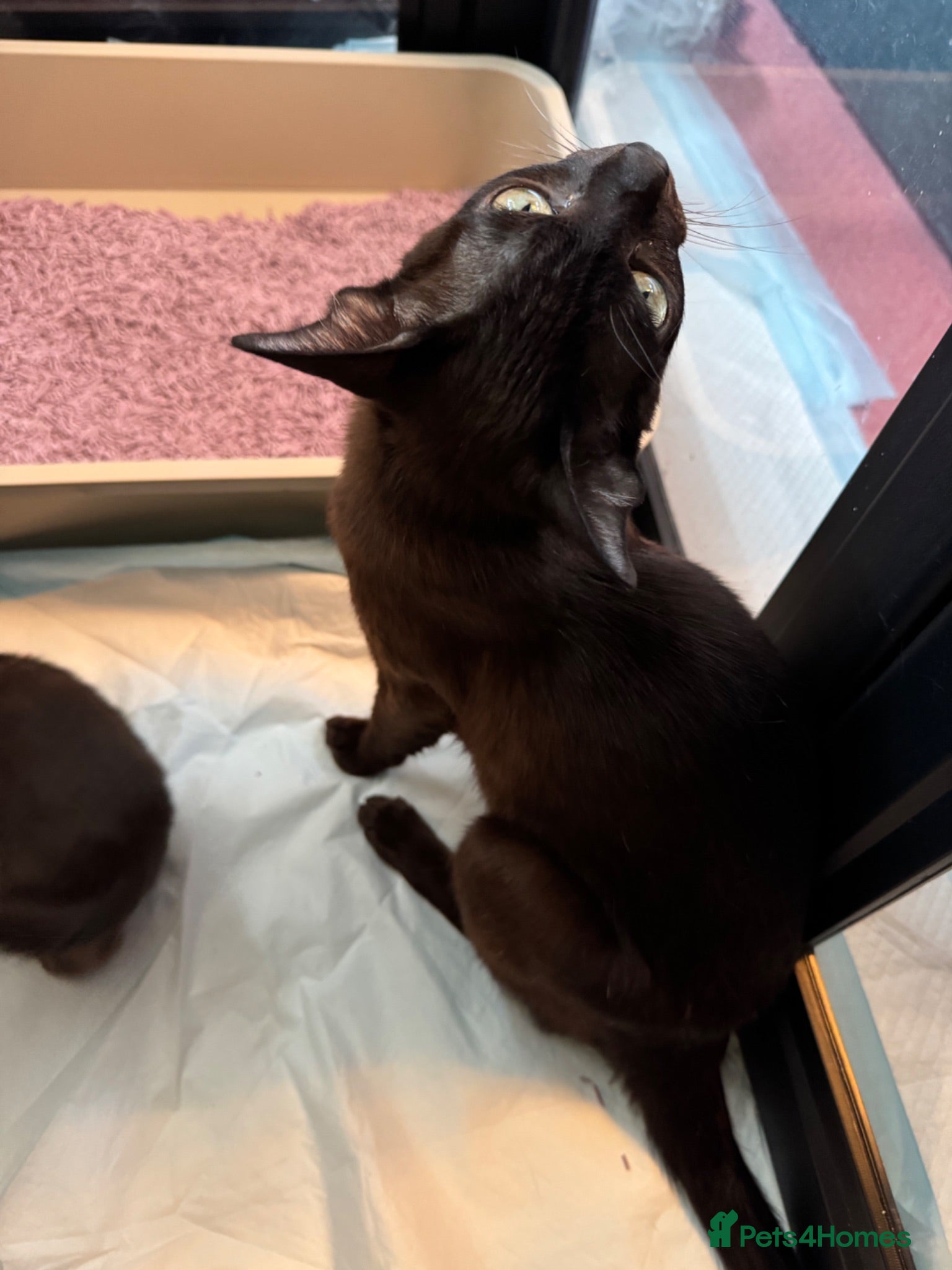 Burmese cats Burmese Kittens For Sale - Advert 1
