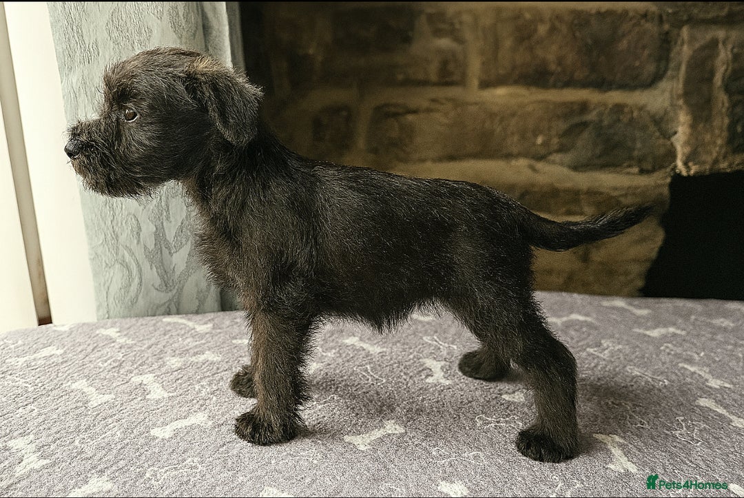 Miniature Schnauzer dogs for sale: Stunning Mini schnauzers kc reg puppies - Image 2