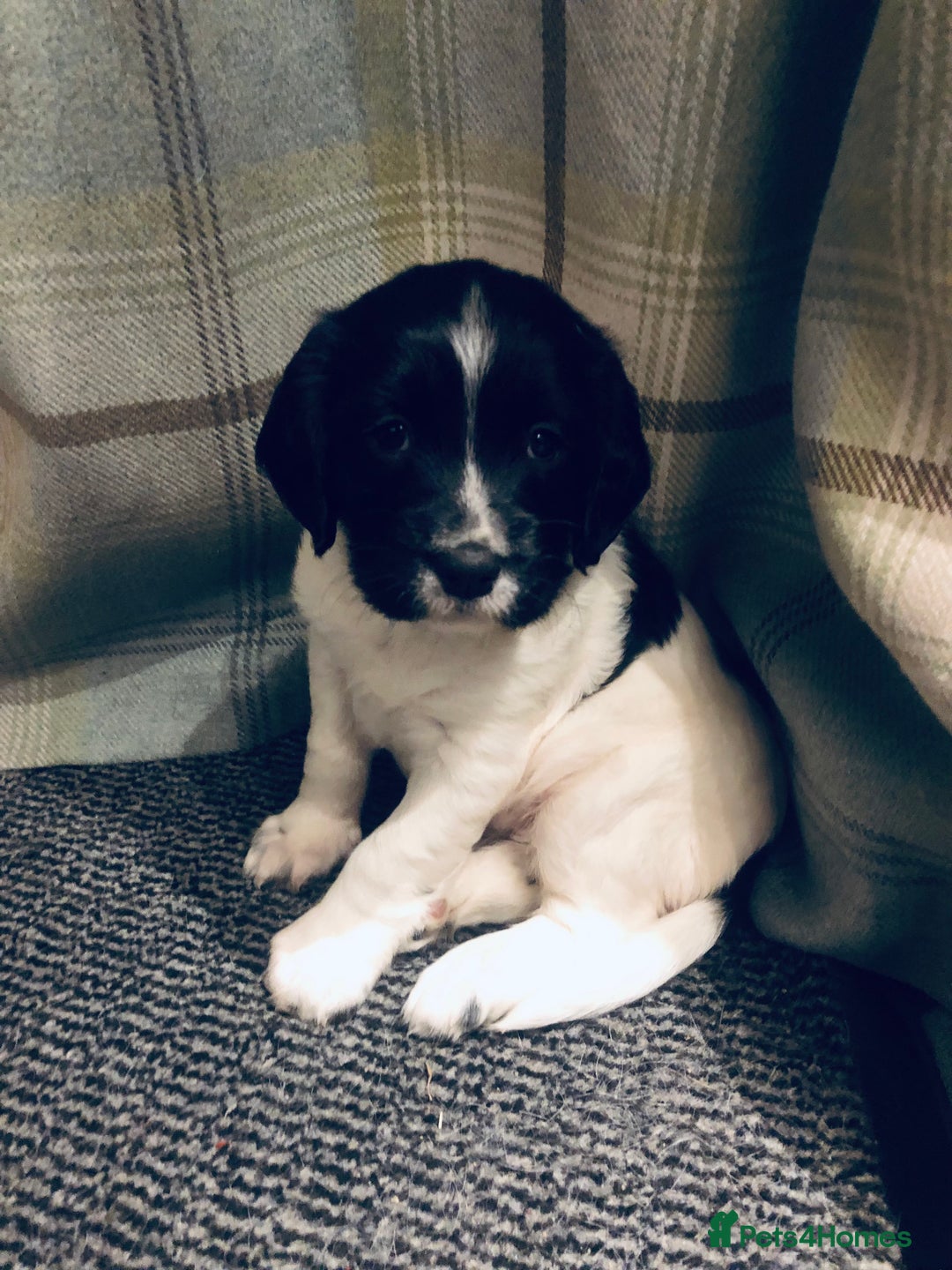English Springer Spaniel dogs for sale: 🐾 Now reserved 🐾  - Advert 3