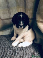 English Springer Spaniel dogs 🐾 KC registered ESS B&W puppy available 🐾 - Advert 4