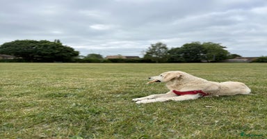 Golden Retriever dogs - Advert 2