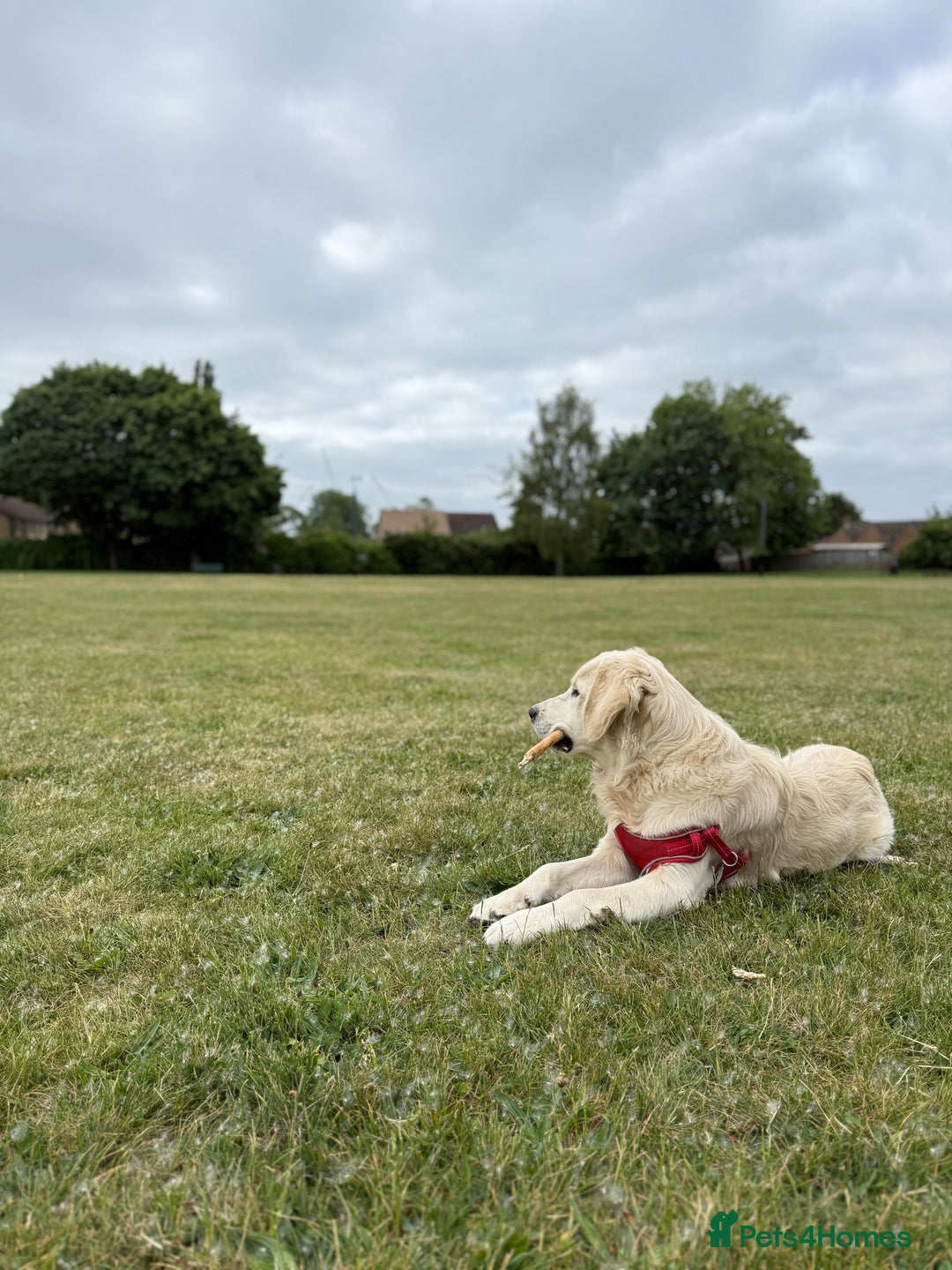 Golden Retriever dogs for sale: 1 year old male  - Image 2