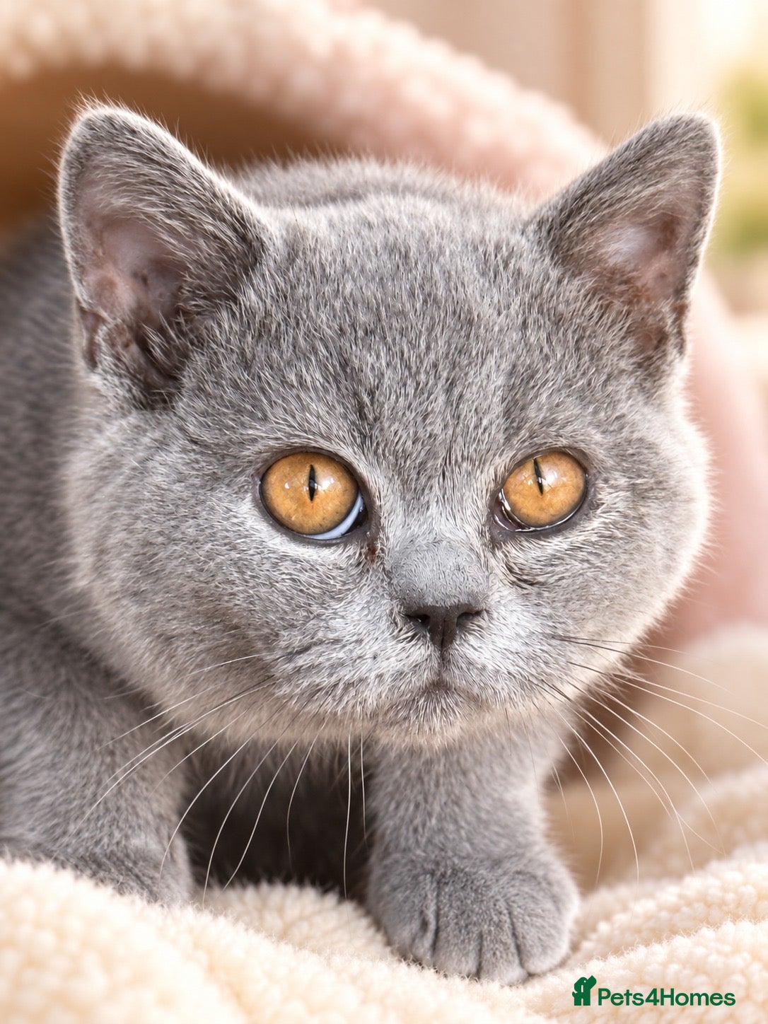 Brazilian Shorthair cats 💙💙💙💙Lilac & Blue Kittens 💙💙💙💙 - Advert 2