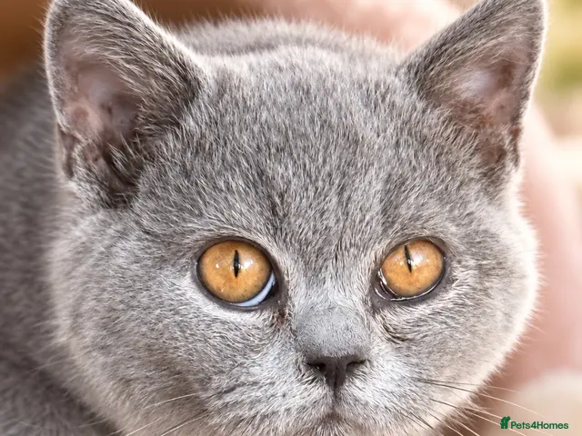 Brazilian Shorthair cats 💙💙💙💙Lilac male Kittens ready 💙💙💙💙 - Advert 2