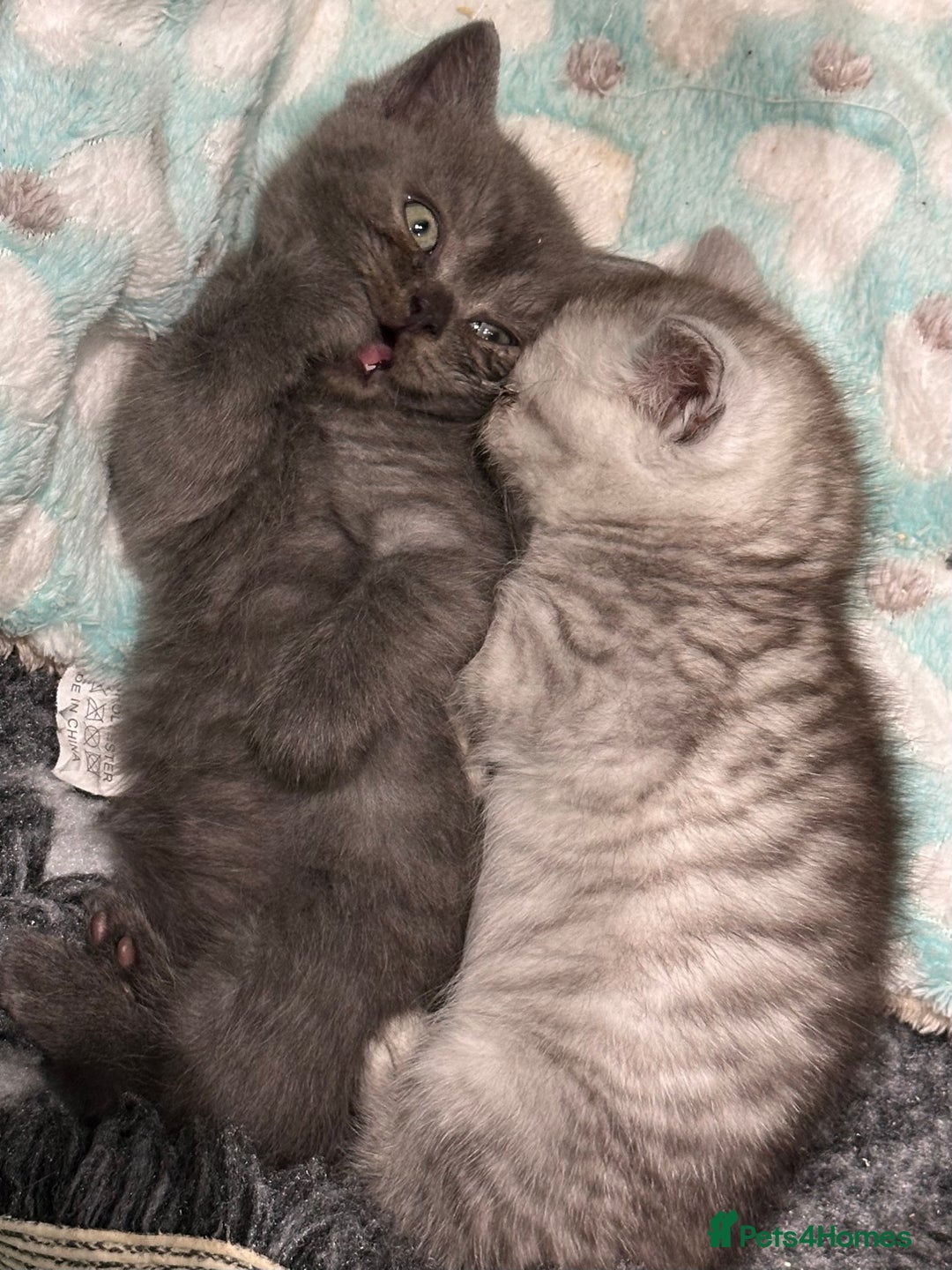 British Shorthair cats for sale: GORGEOUS BSH KITTENS in Oldham - Image 25