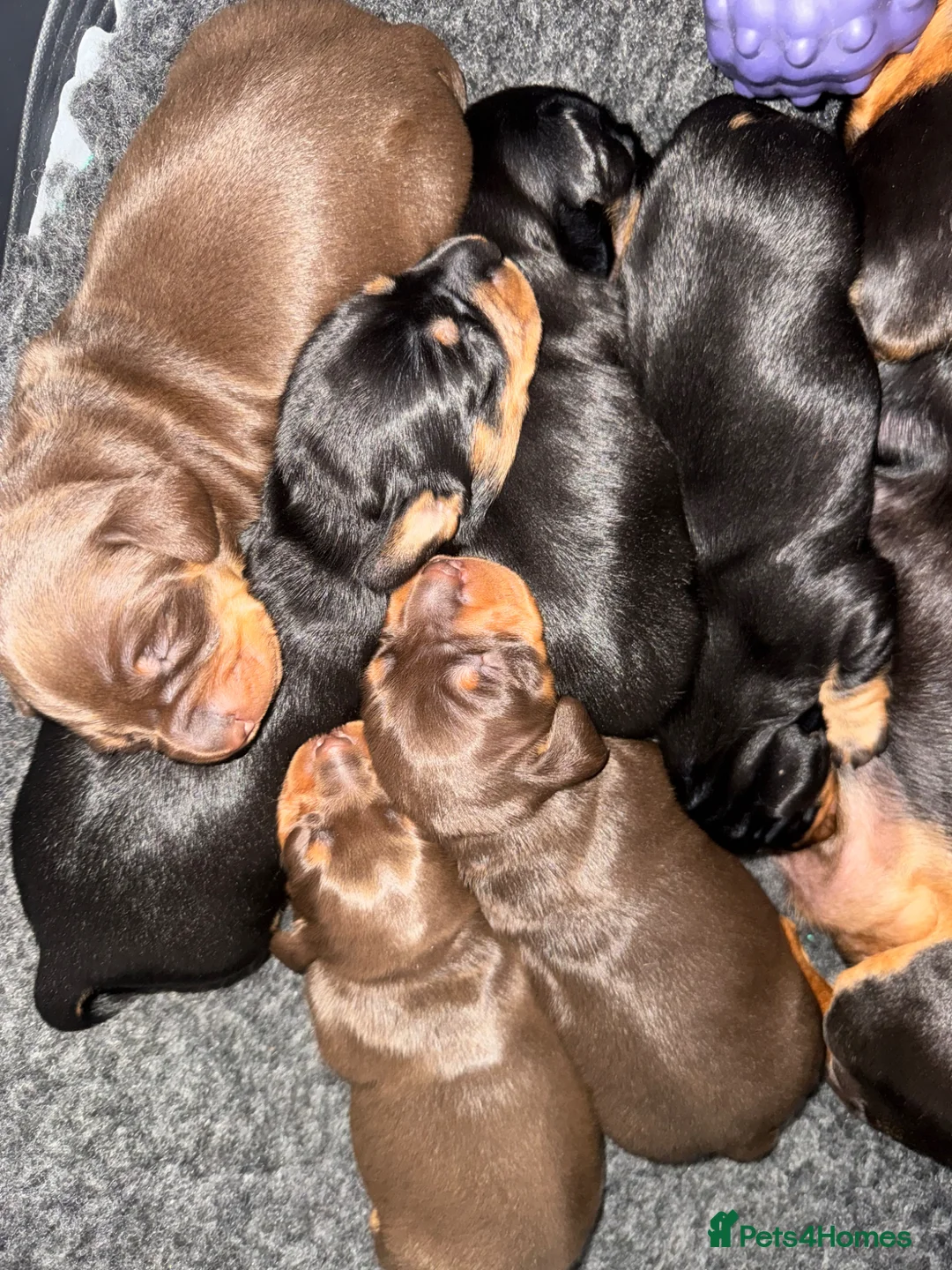 Miniature Dachshund dogs for sale: Beautiful miniature dachshund puppies  - Advert 3