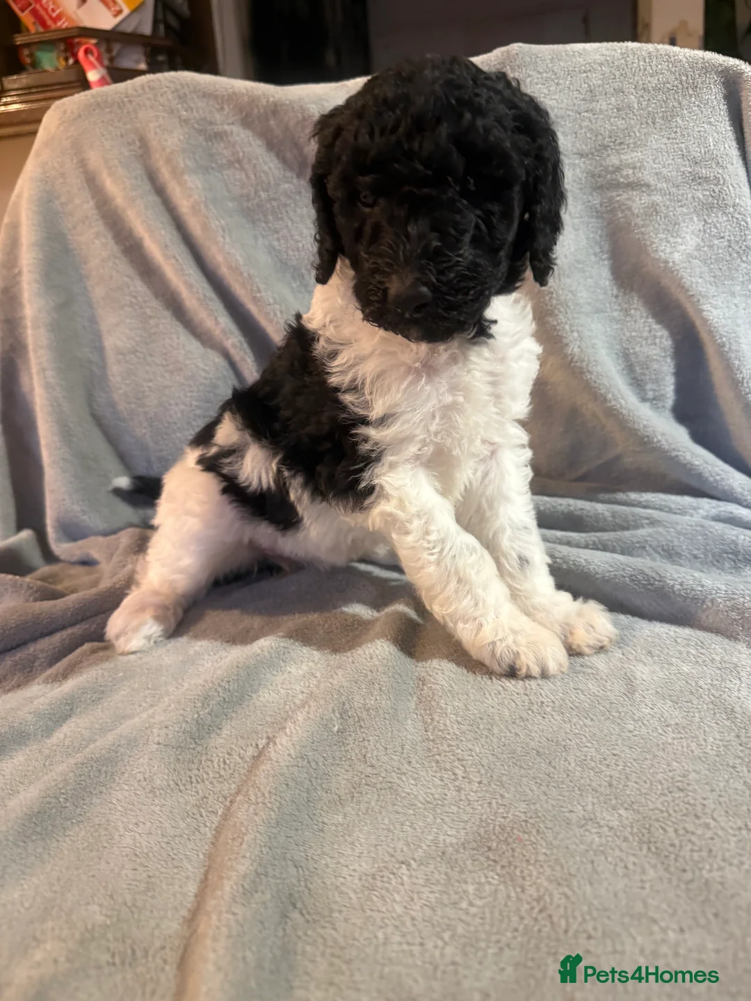 Standard Poodle dogs for sale: Standard poodle puppies  - Advert 17