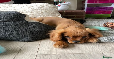 Cavalier King Charles Spaniel dogs Beautiful KC reg ruby puppies, home reared - Advert 4
