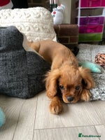 Cavalier King Charles Spaniel dogs Beautiful KC reg ruby puppies, home reared - Advert 7