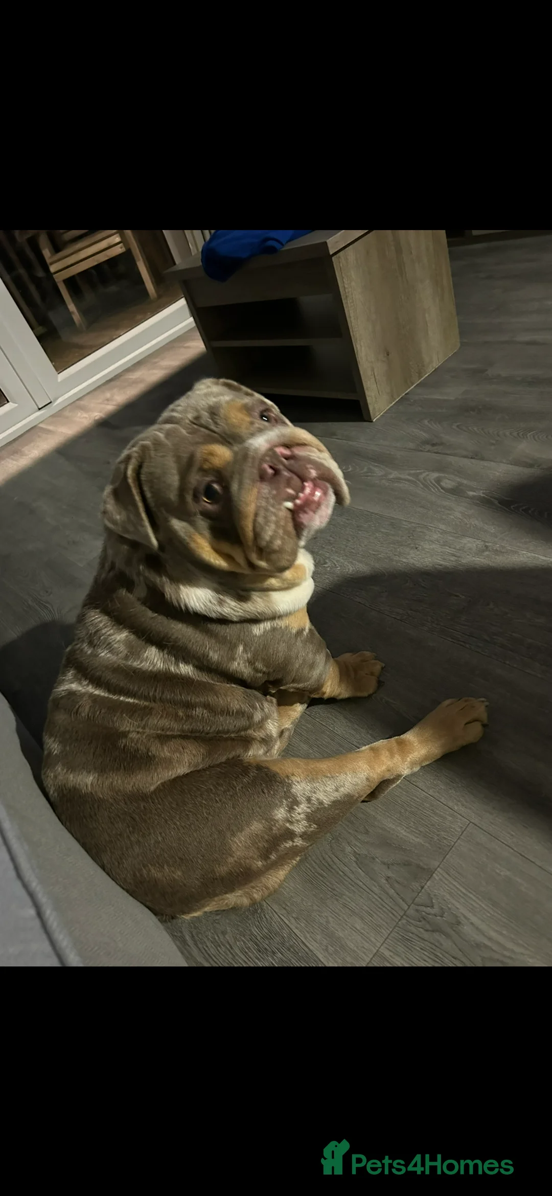 English Bulldog dogs for sale: British bulldog  - Advert 3