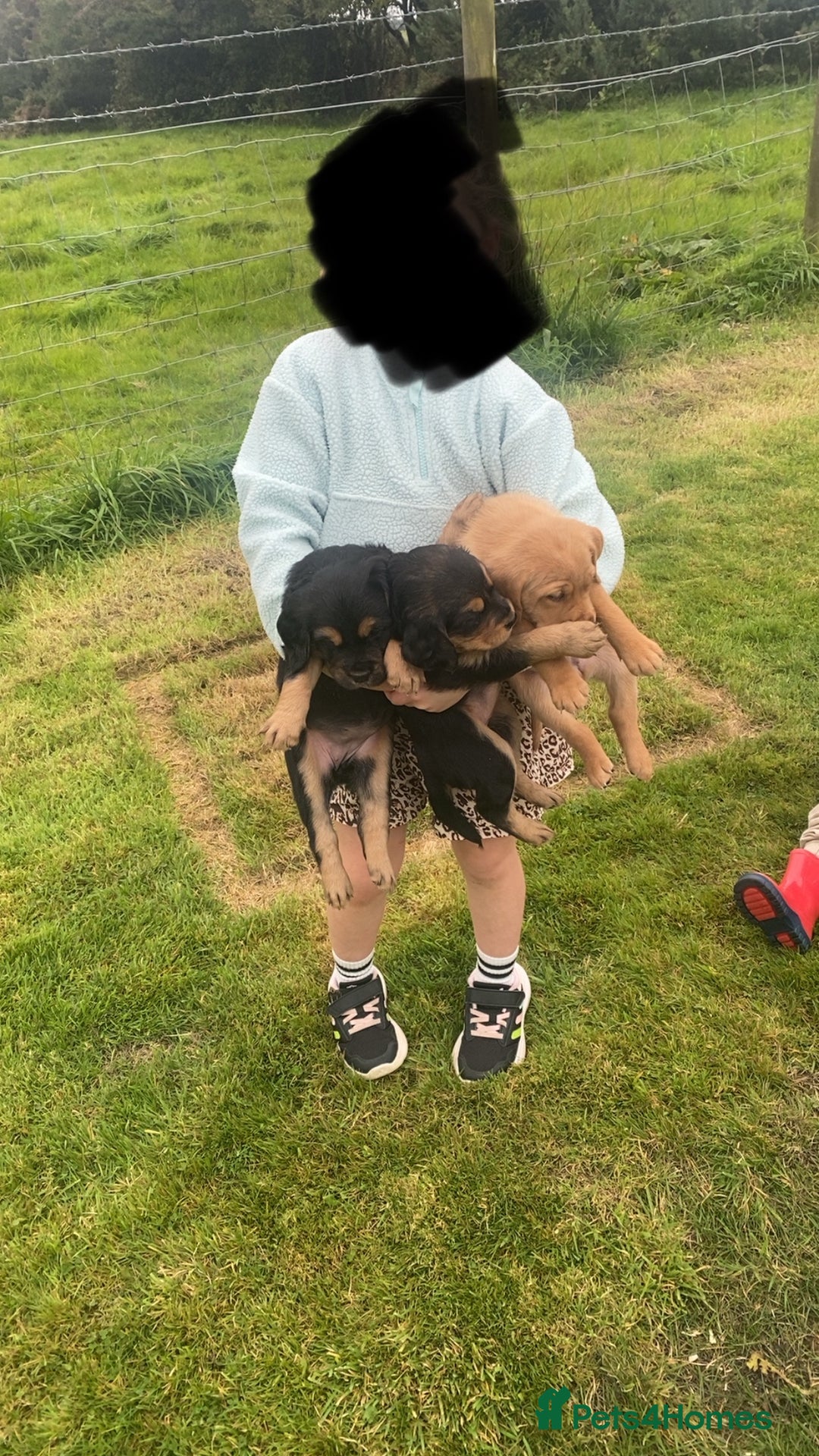 Mixed Breed dogs for sale: 8 Beautiful pups looking their forever home🥰 - Image 23