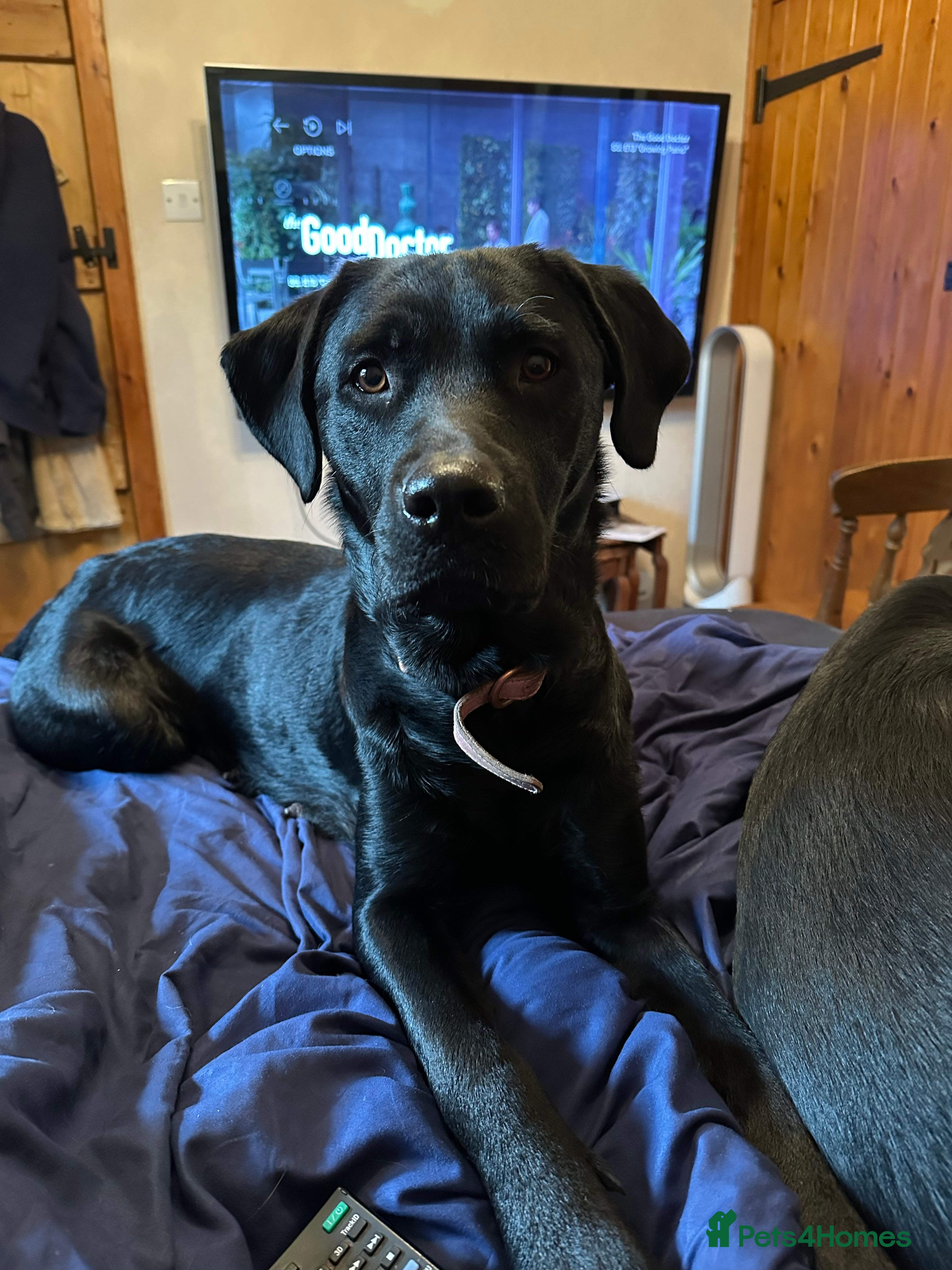 Mixed Breed dogs Male and female rottie x lab ( ** ) - Advert 2