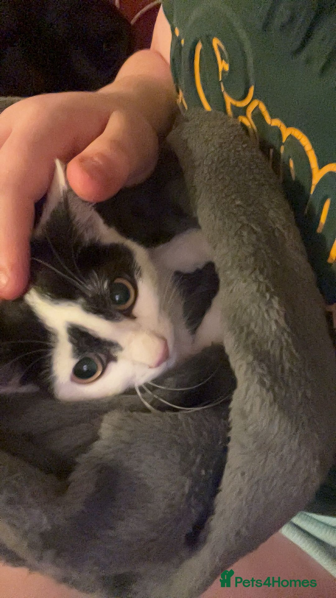 Mixed Breed cats for sale: Storm - Image 2
