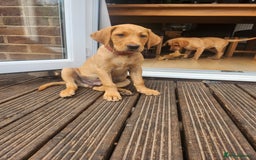 Labrador Retriever dogs for sale: KC Reg Fox Red Labrador Male. Fully vaccinated. in Mold - Image 1