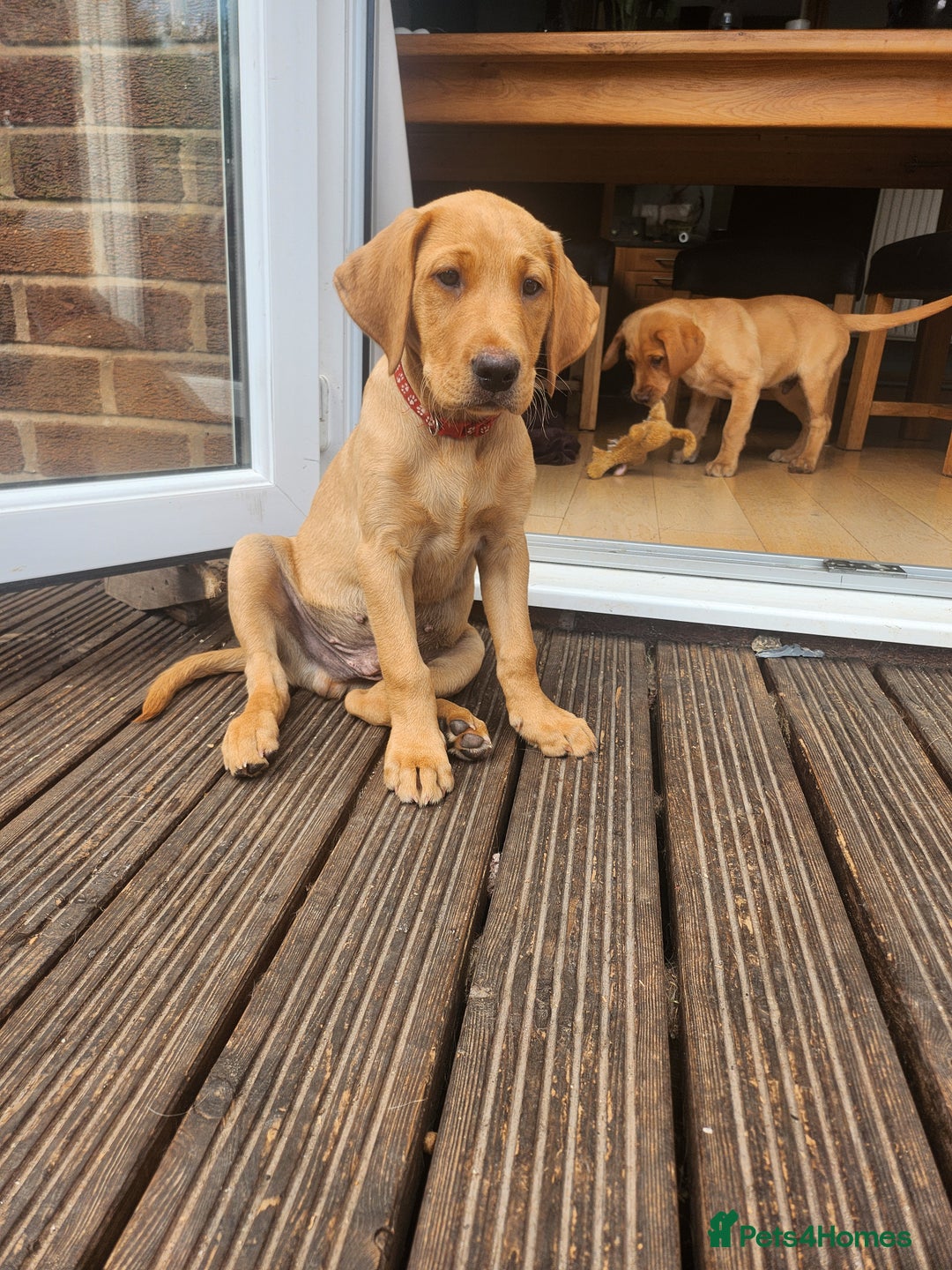 Labrador Retriever dogs for sale: KC Reg Fox Red Labrador Male. Fully vaccinated. in Mold - Image 1