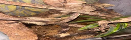 Gecko reptiles for sale: Crested Gecko Bio Active Set Up  in Woodbridge - Advert 4