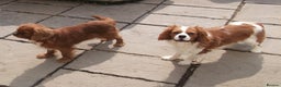 Cavalier King Charles Spaniel dogs for stud: Cavalier King Charles Fully Health tested KC Reg in Spalding - Advert 5