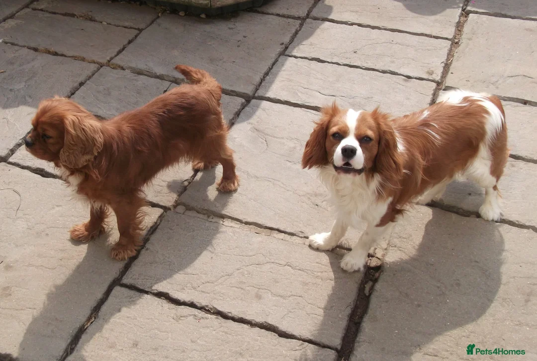 Cavalier King Charles Spaniel dogs for stud: Cavalier King Charles Fully Health tested KC Reg in Spalding - Advert 5