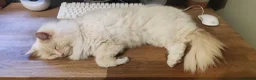 Ragdoll cats for sale: Ragdoll in need of a new home - Advert 20