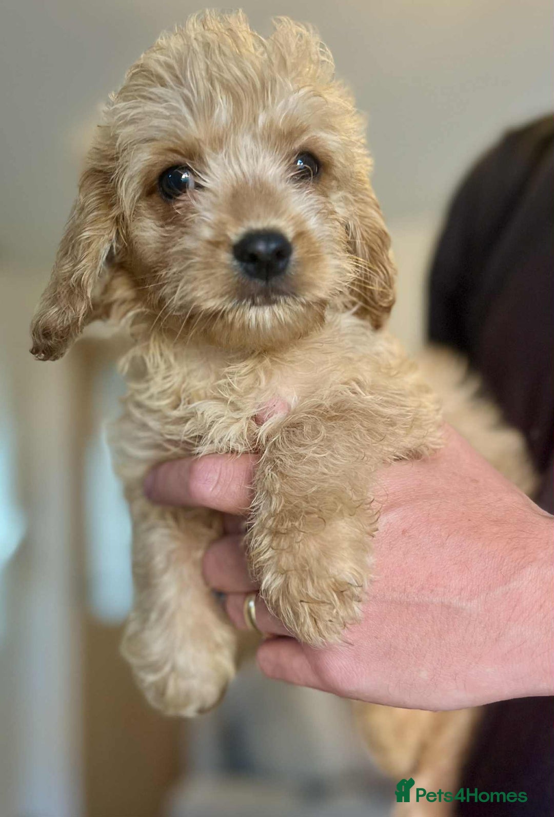 Mixed Breed dogs for sale: *Ready Now* Maltipoo X Cockapoo Puppies  - Image 2
