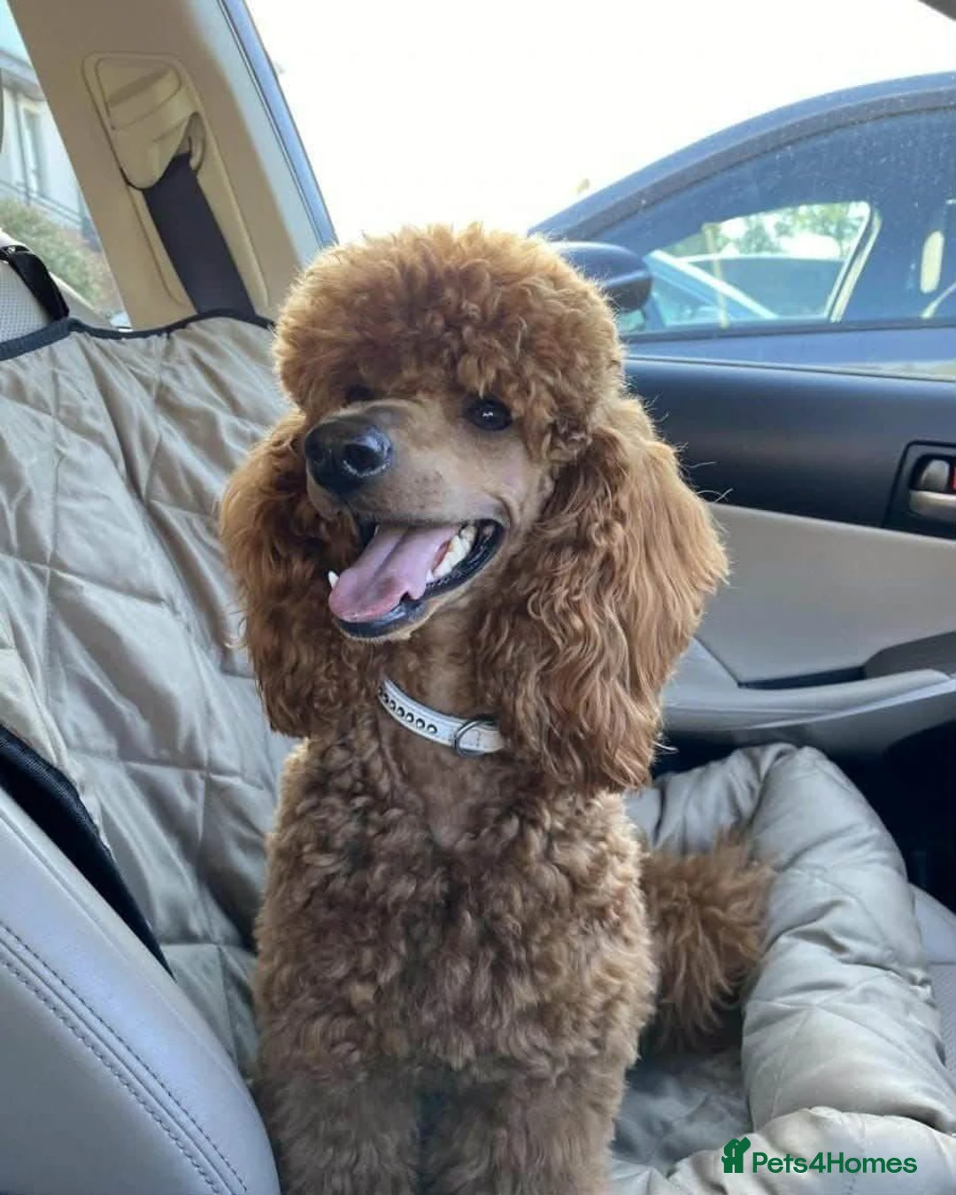 Cavapoo dogs for sale: Cavapoo  in Hartlepool - Advert 2